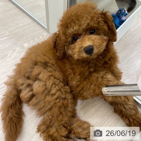 愛知県のトイプードル(トイ) (ペットプラス 豊田店/2026年3月13日生まれ/男の子/レッド)の子犬の4枚目の画像