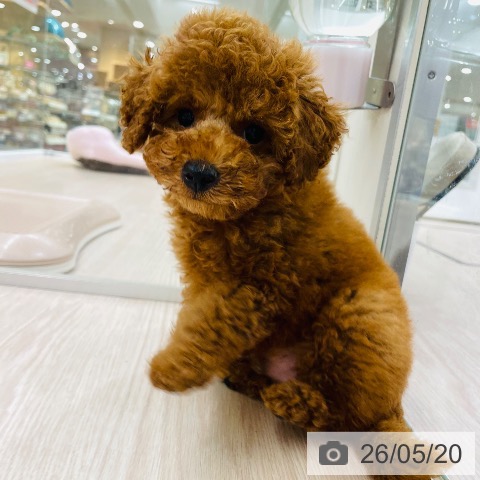 愛知県のトイプードル(トイ) (ペットプラス 豊田店/2026年3月13日生まれ/男の子/レッド)の子犬の3枚目の画像