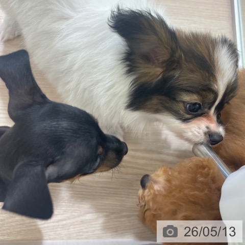 パピヨンの写真