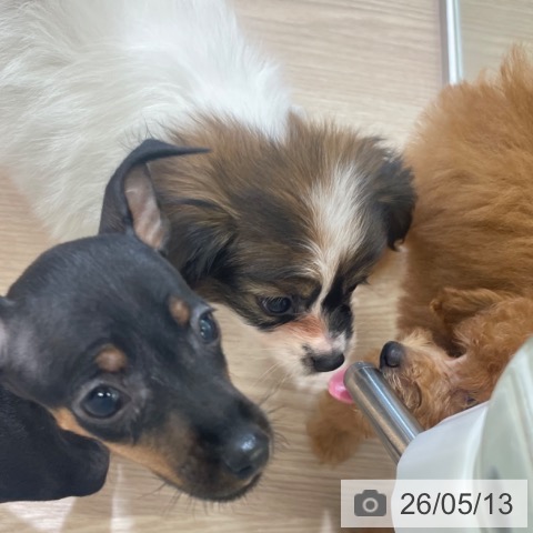 パピヨンの写真