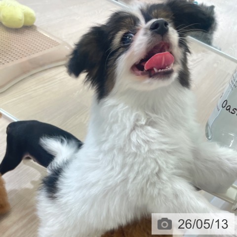 パピヨンの写真