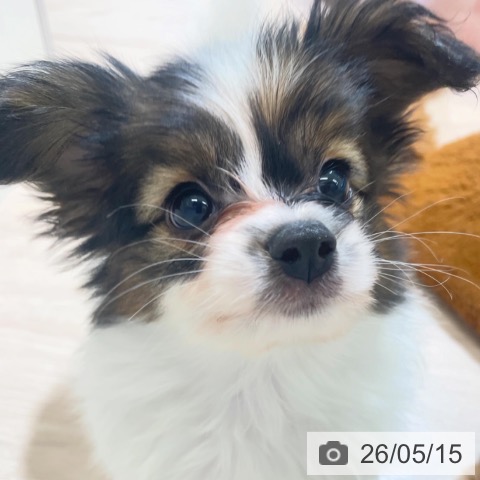 富山県のパピヨン (ペットプラス 高岡店/2026年3月12日生まれ/男の子/ホワイトレッド)の子犬の3枚目の画像