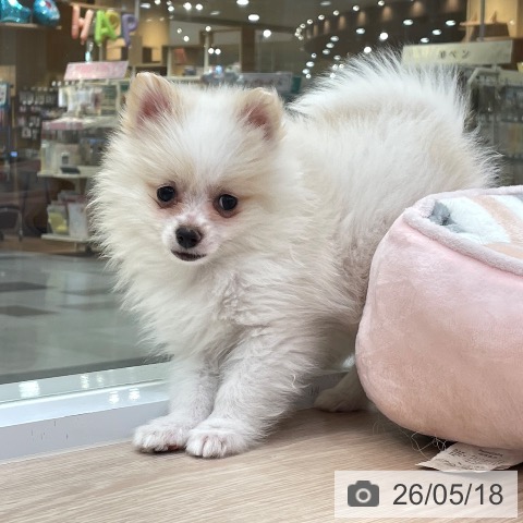 愛知県のポメラニアン (ペットプラス 豊田店/2026年3月14日生まれ/男の子/パーティーカラー)の子犬の4枚目の画像