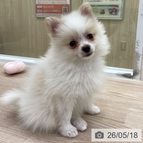 愛知県のポメラニアン (ペットプラス 豊田店/2026年3月14日生まれ/男の子/パーティーカラー)の子犬の3枚目の画像