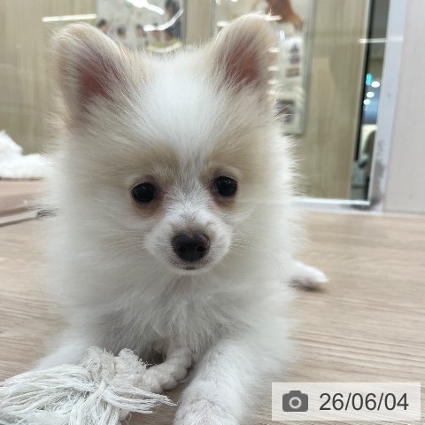 愛知県のポメラニアン (ペットプラス 豊田店/2026年3月14日生まれ/男の子/パーティーカラー)の子犬の3枚目の画像