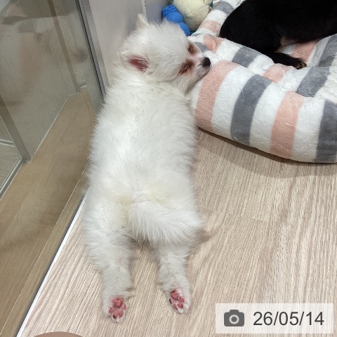 石川県のポメラニアン (ペットプラス かほく店/2026年3月14日生まれ/男の子/クリーム)の子犬の3枚目の画像