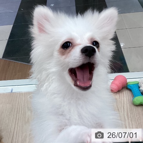 ポメラニアンの写真