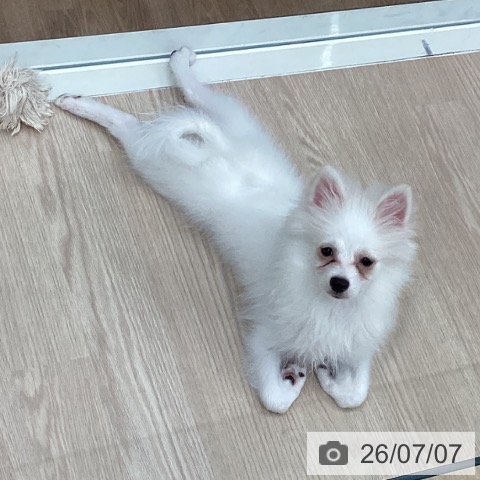 ポメラニアンの写真