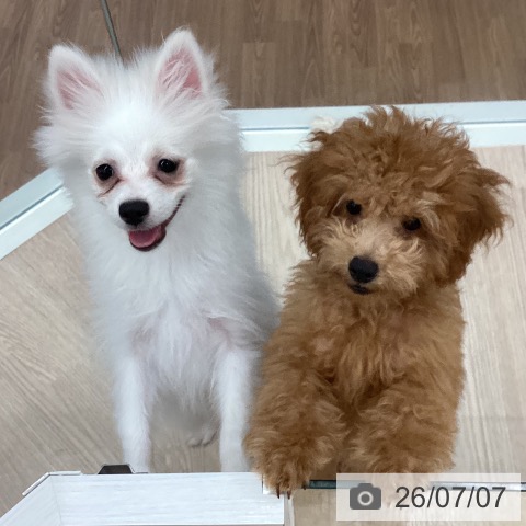 ポメラニアンの写真