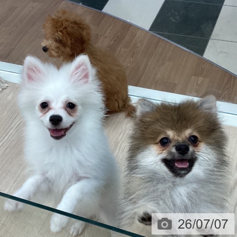 ポメラニアンの写真
