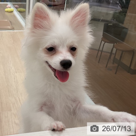 ポメラニアンの写真