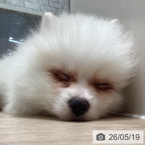 石川県のポメラニアン (ペットプラス かほく店/2026年3月14日生まれ/男の子/クリーム)の子犬の3枚目の画像