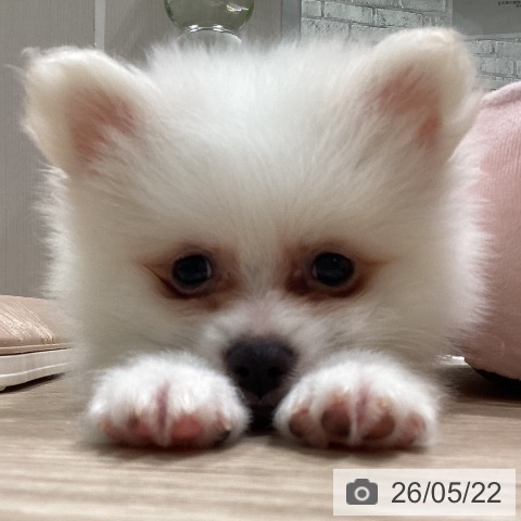 石川県のポメラニアン (ペットプラス かほく店/2026年3月14日生まれ/男の子/クリーム)の子犬の3枚目の画像