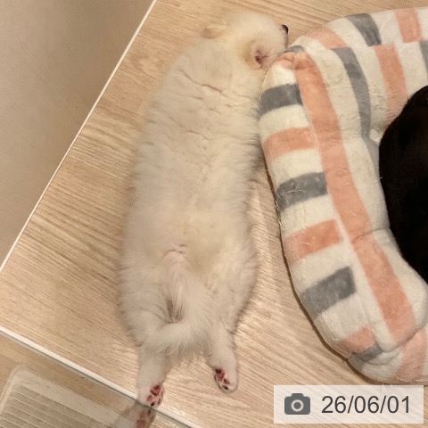 石川県のポメラニアン (ペットプラス かほく店/2026年3月14日生まれ/男の子/クリーム)の子犬の3枚目の画像