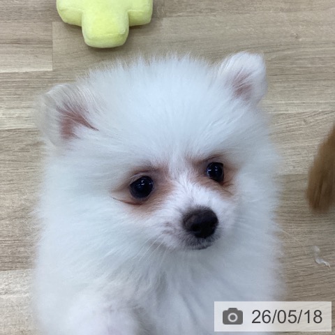ポメラニアンの写真
