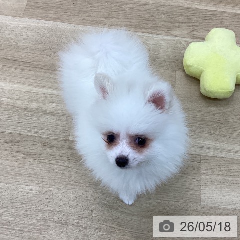 ポメラニアンの写真