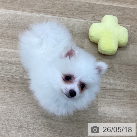 ポメラニアンの写真