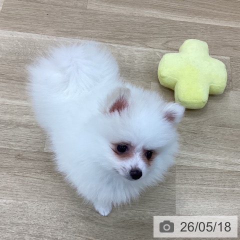 ポメラニアンの写真
