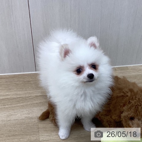 愛知県のポメラニアン (ペットプラス みなと店/2026年3月14日生まれ/女の子/クリーム)の子犬の3枚目の画像
