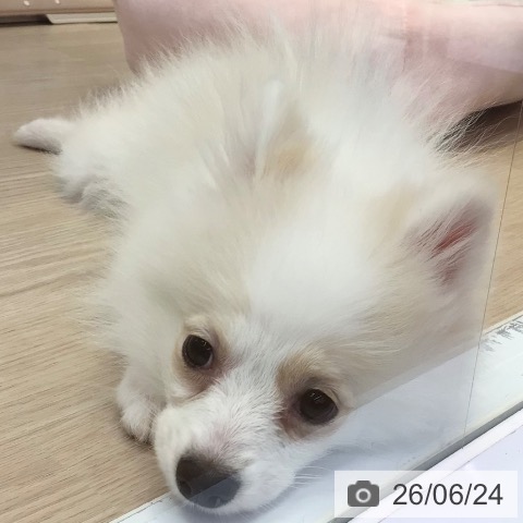 富山県のポメラニアン (ペットプラス となみ店/2026年3月14日生まれ/女の子/クリーム)の子犬の3枚目の画像