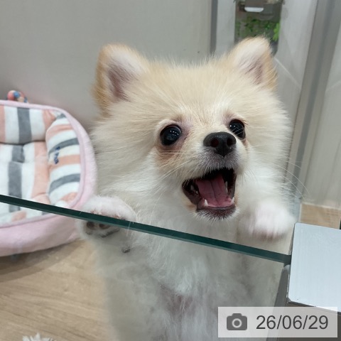 愛知県のポメラニアン (ペットプラス 東浦店/2026年3月14日生まれ/女の子/クリーム)の子犬の4枚目の画像