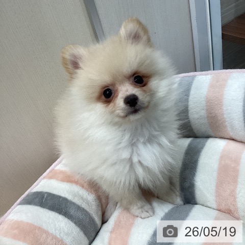 愛知県のポメラニアン (ペットプラス 東浦店/2026年3月14日生まれ/女の子/クリーム)の子犬の3枚目の画像