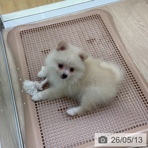 ポメラニアンの写真