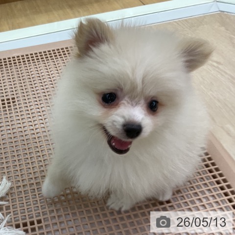 ポメラニアンの写真