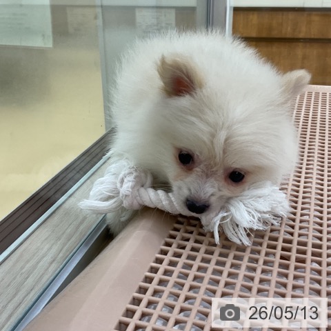 ポメラニアンの写真