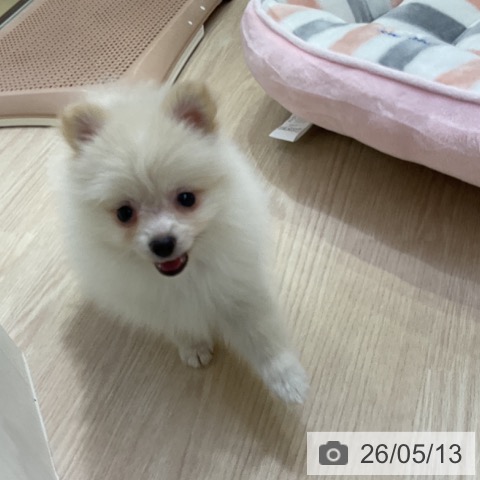 ポメラニアンの写真