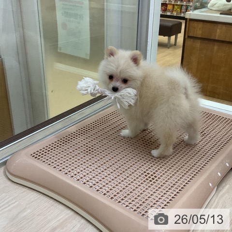 ポメラニアンの写真