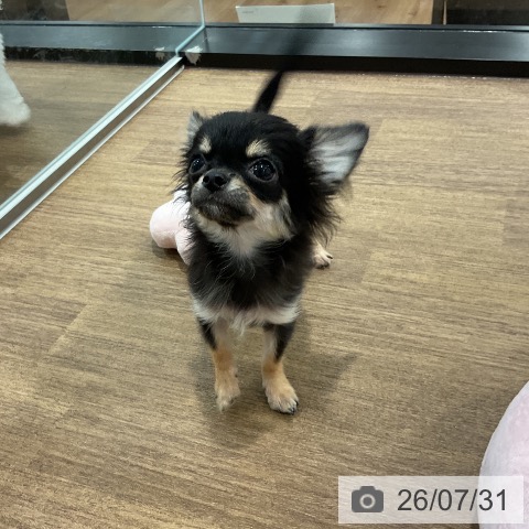 チワワの写真