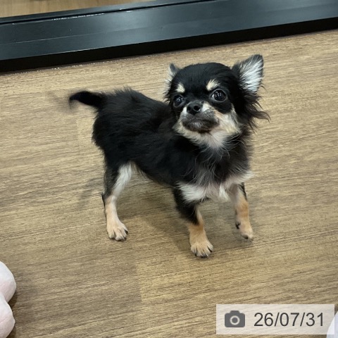 チワワの写真