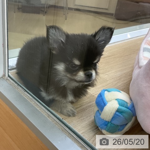 愛知県のチワワ(ロング) (ペットプラス mozoワンダーシティ店/2026年3月16日生まれ/女の子/ブラックタン)の子犬の3枚目の画像