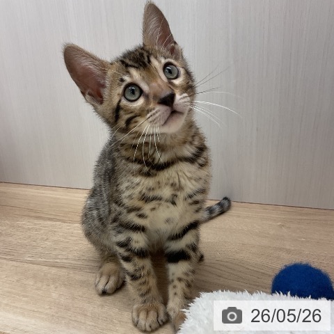 愛知県のベンガル (ペットプラス 岡崎店/2026年3月16日生まれ/男の子/ブラウンスポットタビー)の子猫の3枚目の画像