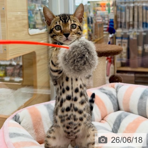 愛知県のベンガル (ペットプラス 豊橋牧野店/2026年3月16日生まれ/男の子/ブラウンスポットタビー)の子猫の3枚目の画像