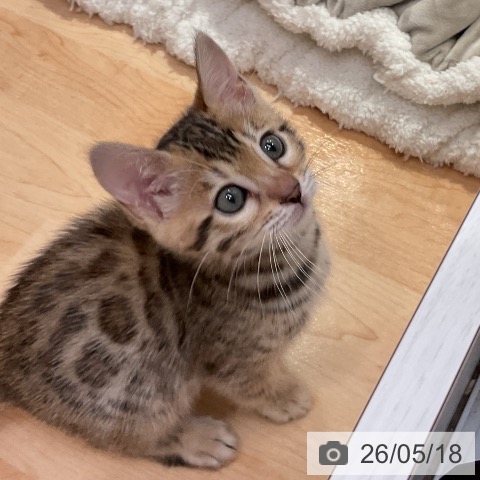 ベンガルの写真
