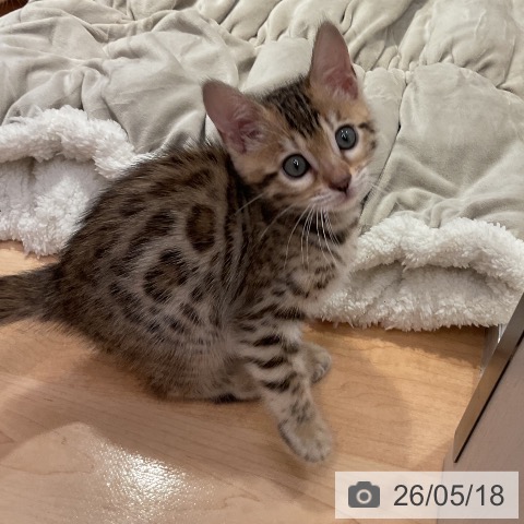 ベンガルの写真
