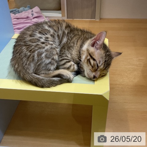 ベンガルの写真
