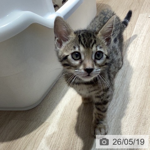 ベンガルの写真