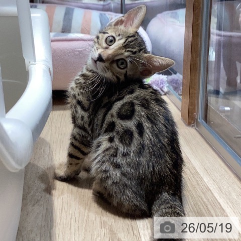ベンガルの写真