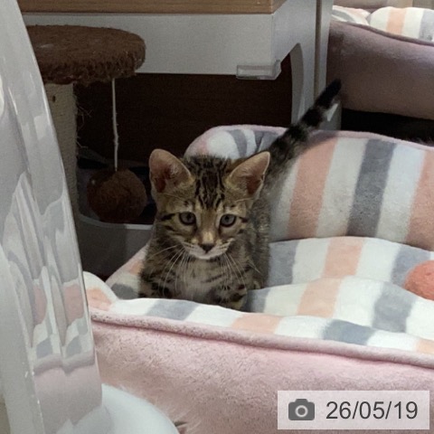 ベンガルの写真