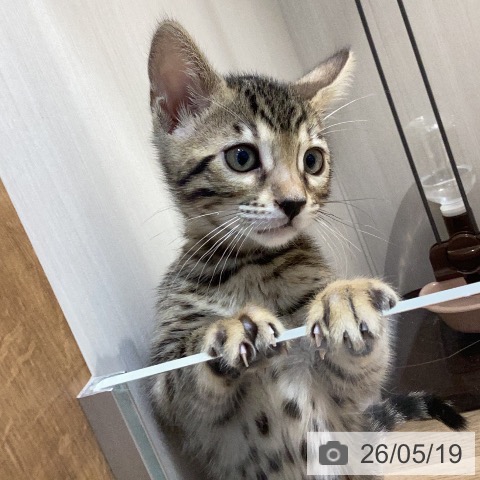 ベンガルの写真