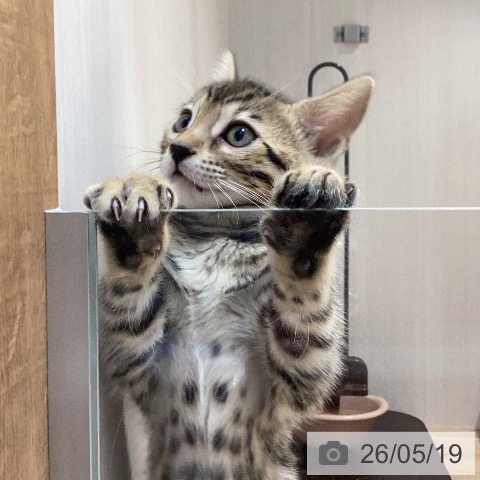 ベンガルの写真