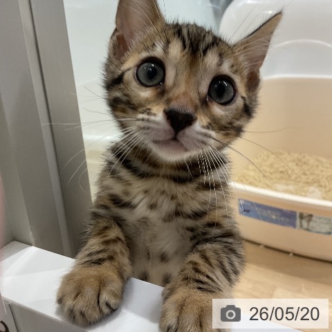 ベンガルの写真