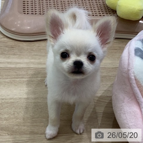 岐阜県のチワワ(ロング) (ペットプラス 各務原店/2026年3月17日生まれ/男の子/クリーム)の子犬の4枚目の画像