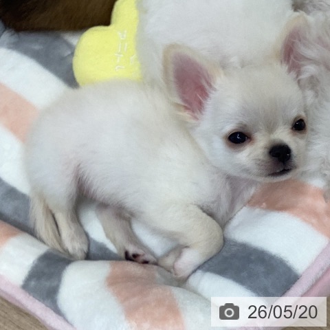 岐阜県のチワワ(ロング) (ペットプラス 各務原店/2026年3月17日生まれ/男の子/クリーム)の子犬の3枚目の画像