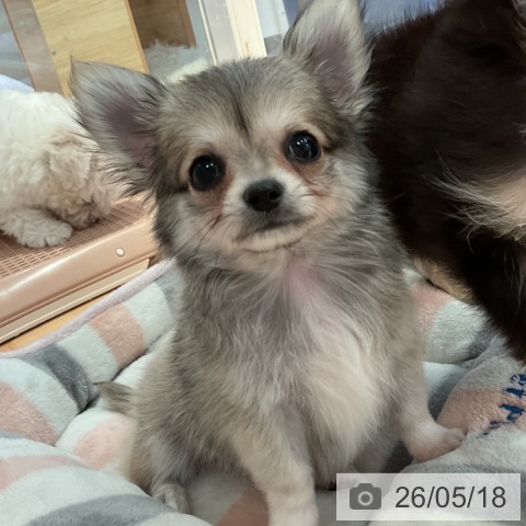 チワワの写真