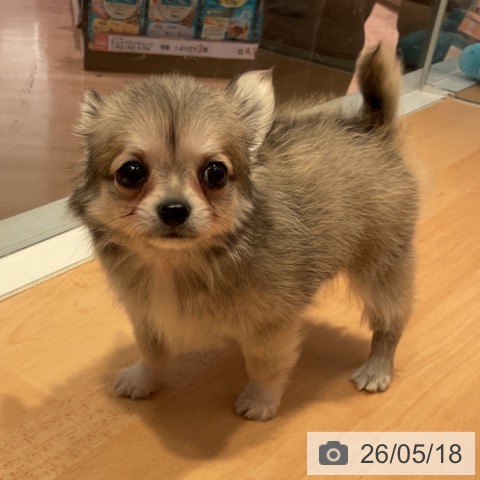 チワワの写真