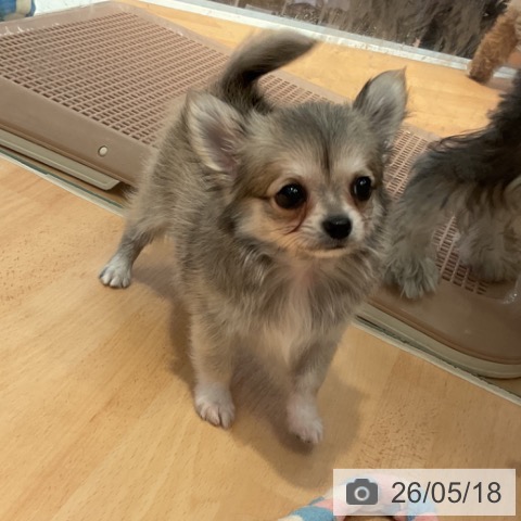 チワワの写真